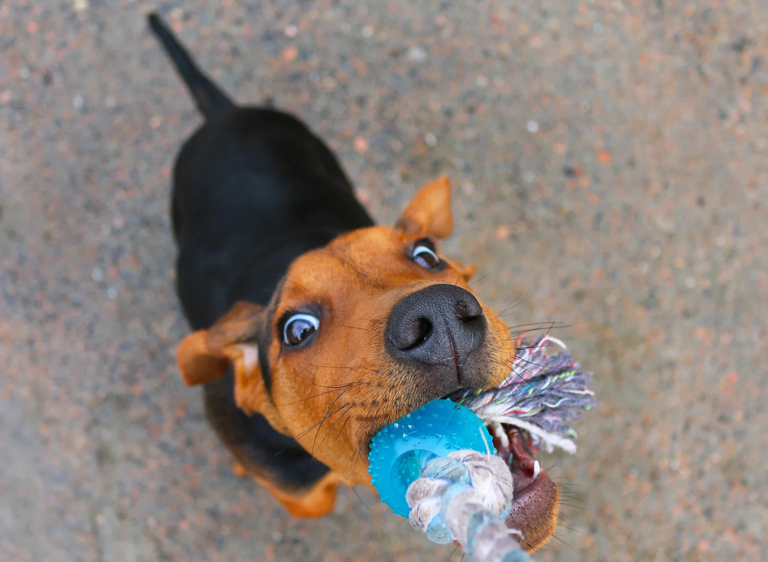 Tug of war outlet with puppy