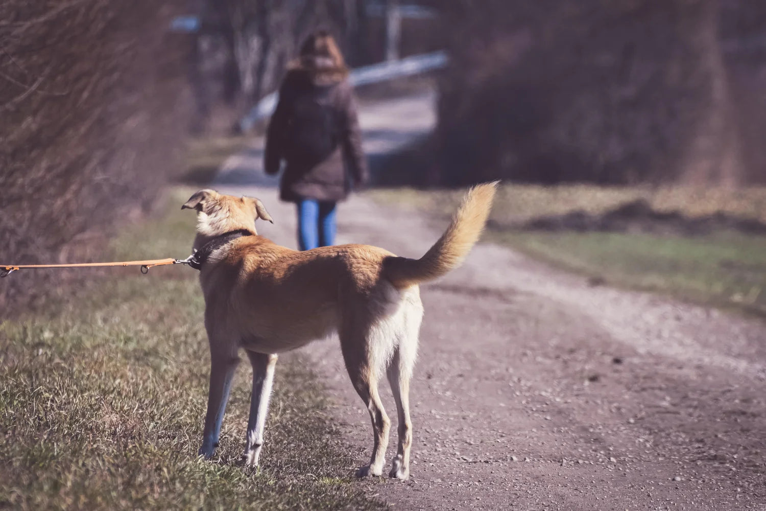 how to deal with the grief of losing a pet